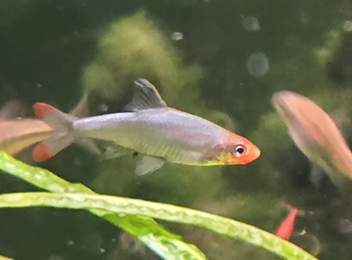 Asian rummynose (Sawbwa resplendens) — Cyprinidae — 2