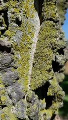 Fungi