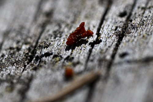 iNaturalist observation photo of Cytospora Cankers