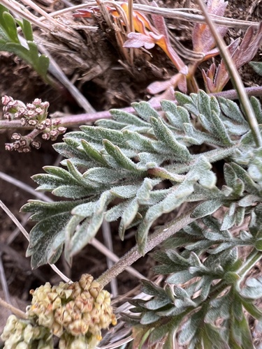 Image of Lomatium watsonii by no rights reserved
