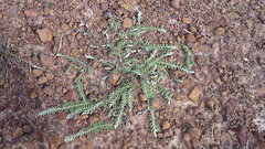 Evolvulus gnaphalioides