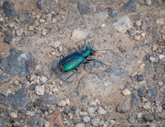 Cicindela plutonica