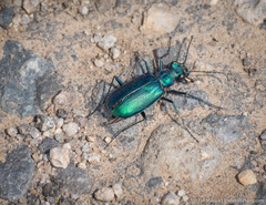 Cicindela plutonica