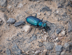 Cicindela plutonica