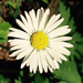 Daisies - Photo (c) rappman, some rights reserved (CC BY), uploaded by rappman