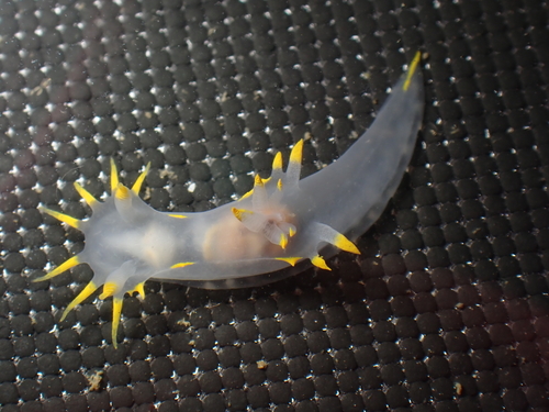 Polycera faeroensis