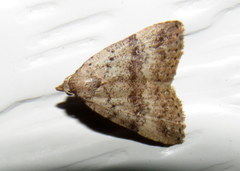 Tolpiodes oligolasia