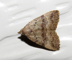 Tolpiodes oligolasia