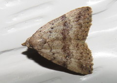 Tolpiodes oligolasia