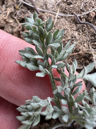 Image of Lomatium watsonii by no rights reserved