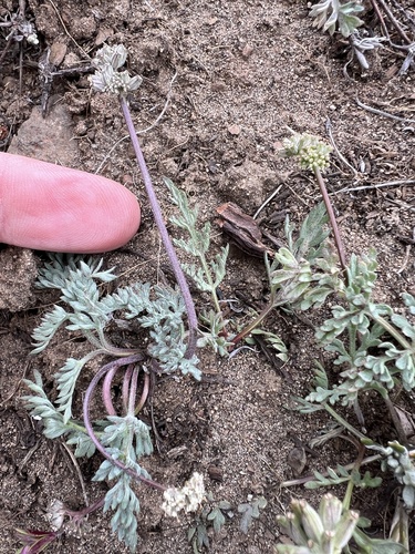 Image of Lomatium watsonii by no rights reserved