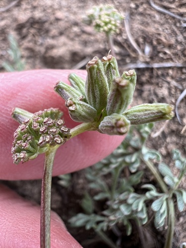 Image of Lomatium watsonii by no rights reserved