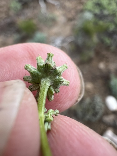 Image of Lomatium watsonii by no rights reserved