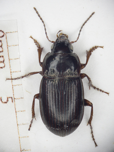 Amara quenseli