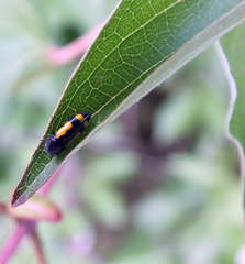 Ptosima gibbicollis