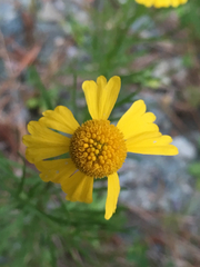 Helenium amarum amarum