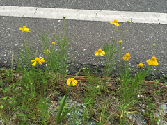 Helenium amarum amarum
