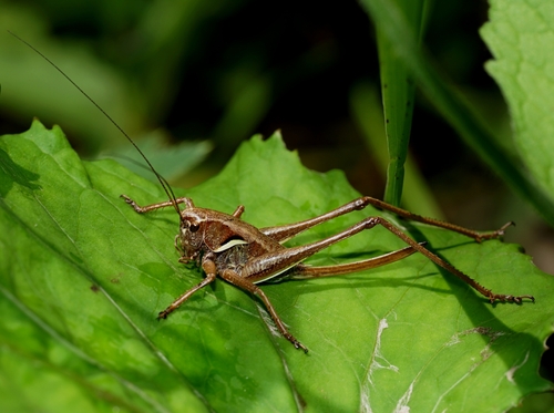 Alpine Dark Bush-cricket, Graz-Umgebung, Österreich, photo 9 of 10