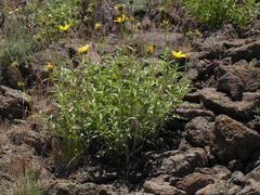 Helianthus cusickii