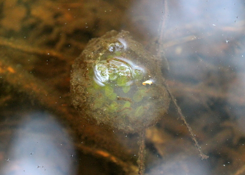 Image of Oophila amblystomatis by (c) Steven Lamonde, some rights reserved (CC BY)