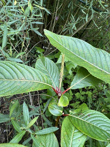 Salix fargesii observed 2024-06-02