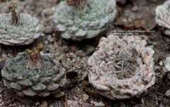 Strombocactus disciformis