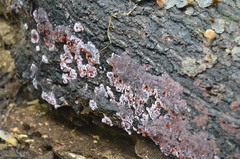 Hypochnella violacea