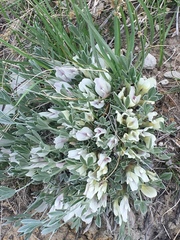 Astragalus gilviflorus