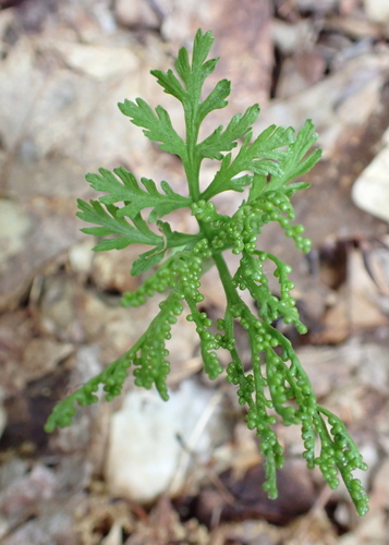 Image of Botrychium angustisegmentum by (c) Steven Lamonde, some rights reserved (CC BY)
