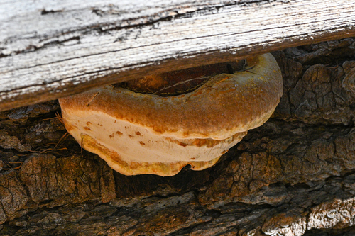 iNaturalist observation photo of Northern Red Belt