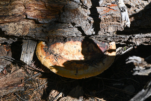 iNaturalist observation photo of Northern Red Belt