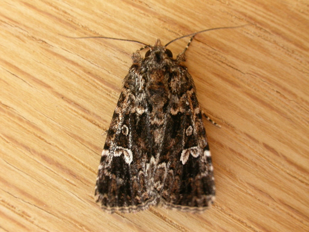 Ectopatria horologa