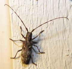 Monochamus carolinensis