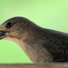 Brown-headed Cowbird - Photo (c) Callicladium, some rights reserved (CC BY-NC), uploaded by Callicladium