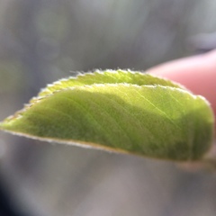 Amelanchier spicata