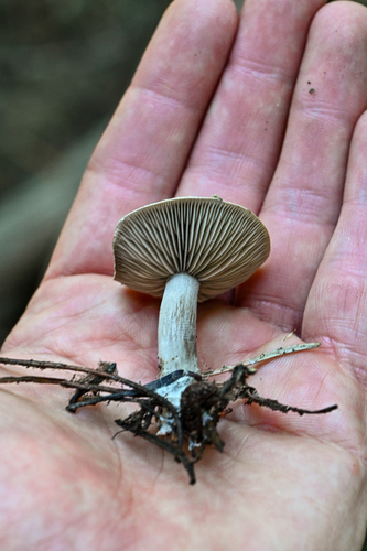iNaturalist observation photo of Snowmelt Clitocybe