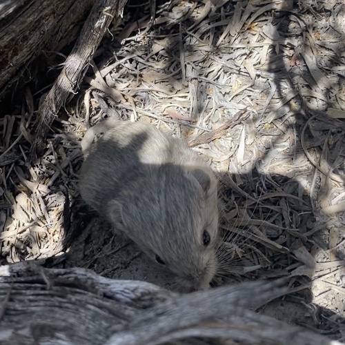 Microdipodops megacephalus, 2024-06-05