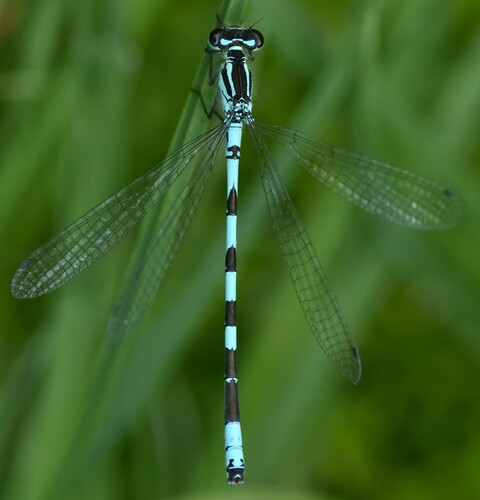 Ietinė Strėliukė nuotrauka