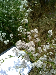 Lepidium latifolium