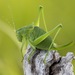 Ornate Bright Bush-Cricket - Photo (c) Manuel Raab, some rights reserved (CC BY-NC), uploaded by Manuel Raab