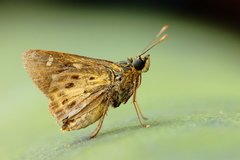 Thoressa monastyrskyi