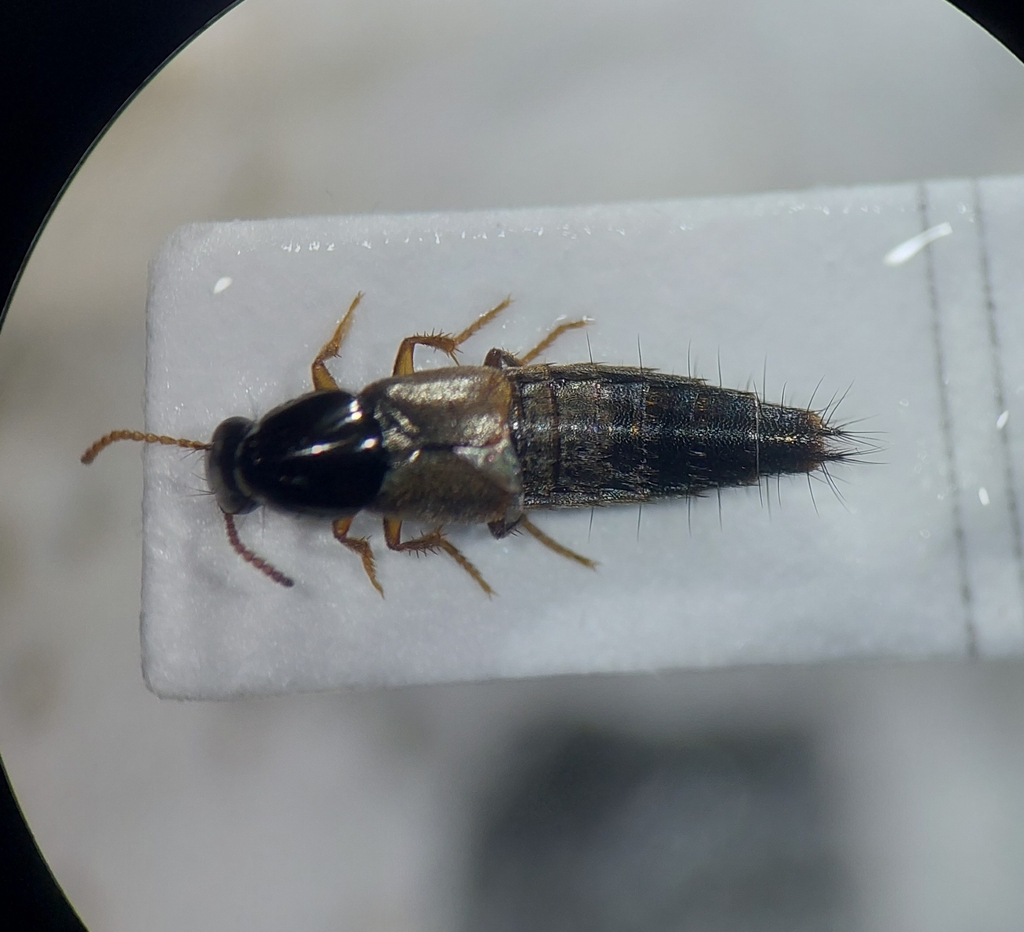 Quedius nitipennis