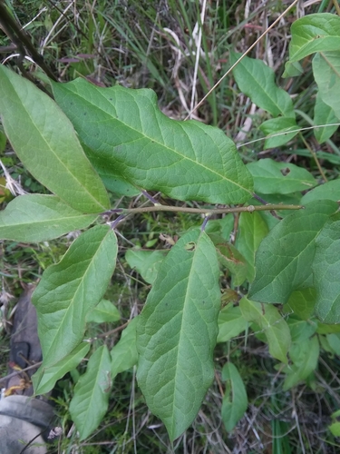Image of Ilex amelanchier by (c) Will McFarland, some rights reserved (CC BY)