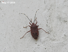 Urochela quadrinotata