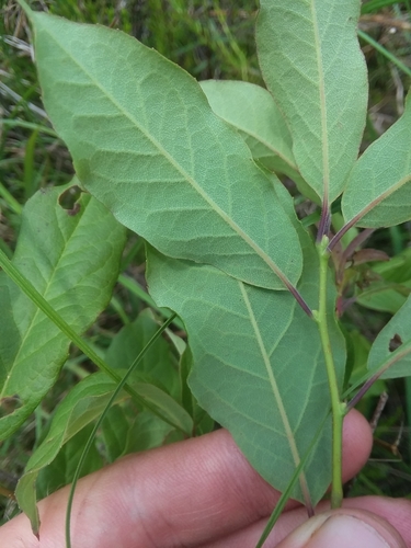 Image of Ilex amelanchier by (c) Will McFarland, some rights reserved (CC BY)