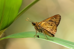 Thoressa monastyrskyi