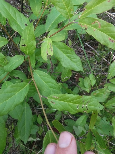 Image of Swamp Holly (Ilex amelanchier) by (c) Will McFarland, some rights reserved (CC BY)