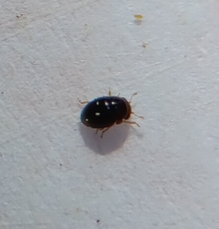 Beetle