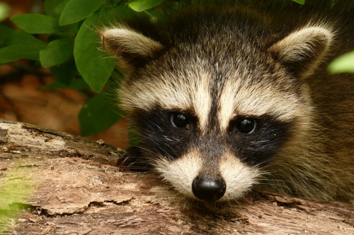 Eastern Raccoon photographed in New Jersey