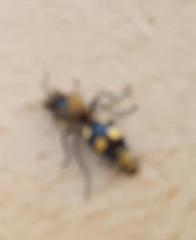 Dasymutilla munifica